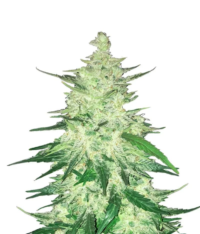 CBD 1:1  Auto Feminised Seeds (formerly Crack CBD Auto)