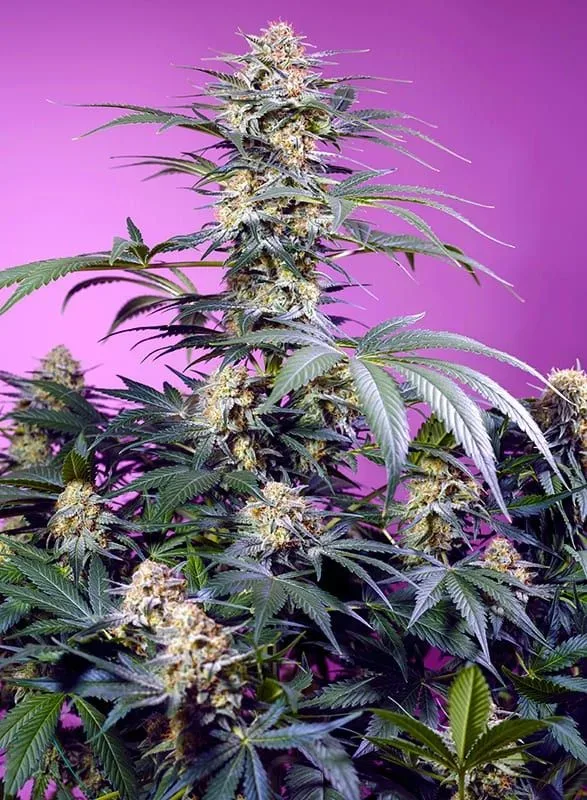 Monster Maker Feminized Seeds