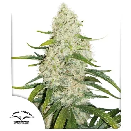 Think Big Auto Feminised Seeds