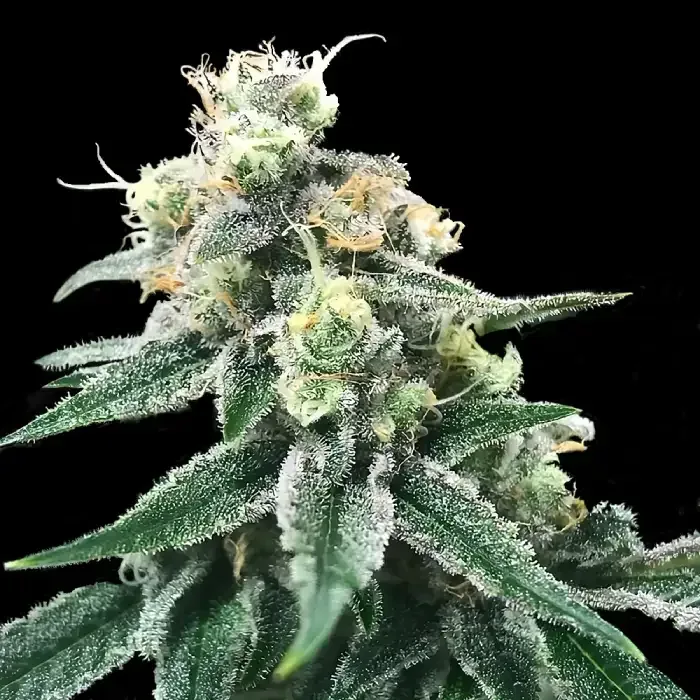 Swiss Miss Feminised Seeds