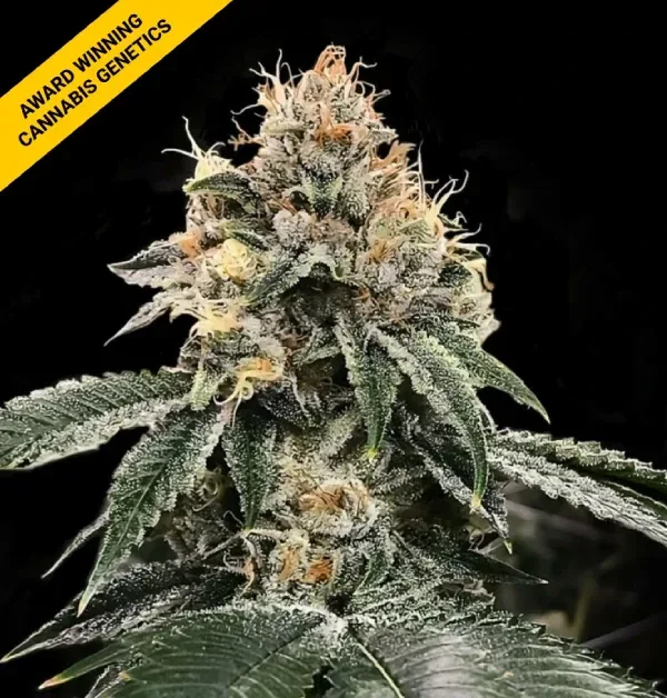 HG23 (Michael Jordan) Feminised Seeds