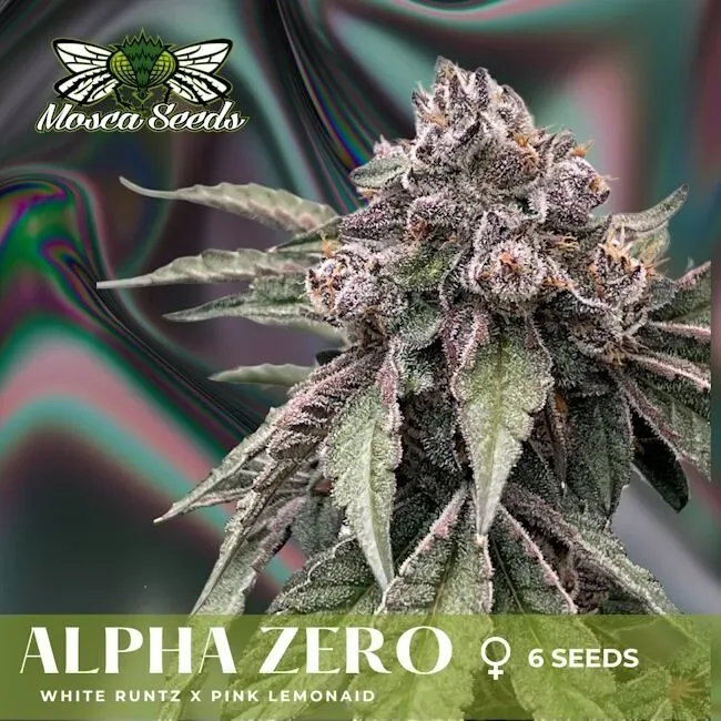 Alpha Zero Feminised Seeds