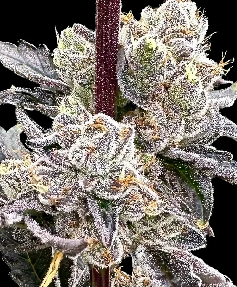 Dry Erase Marker Feminized Seeds