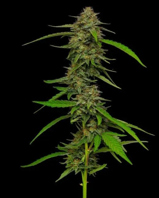Strawberry Cheesecake Auto Feminized Seeds