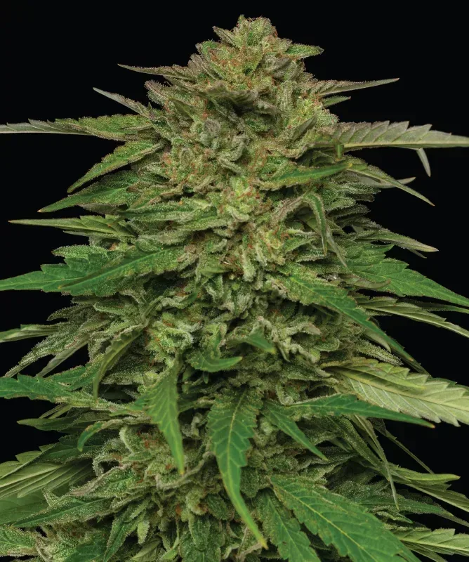 Mango Sherbert Feminised Seeds