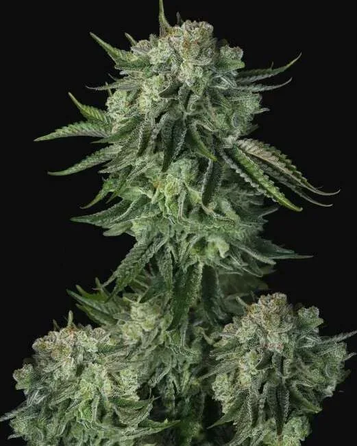 Original Moby Dick Auto Feminised Seeds