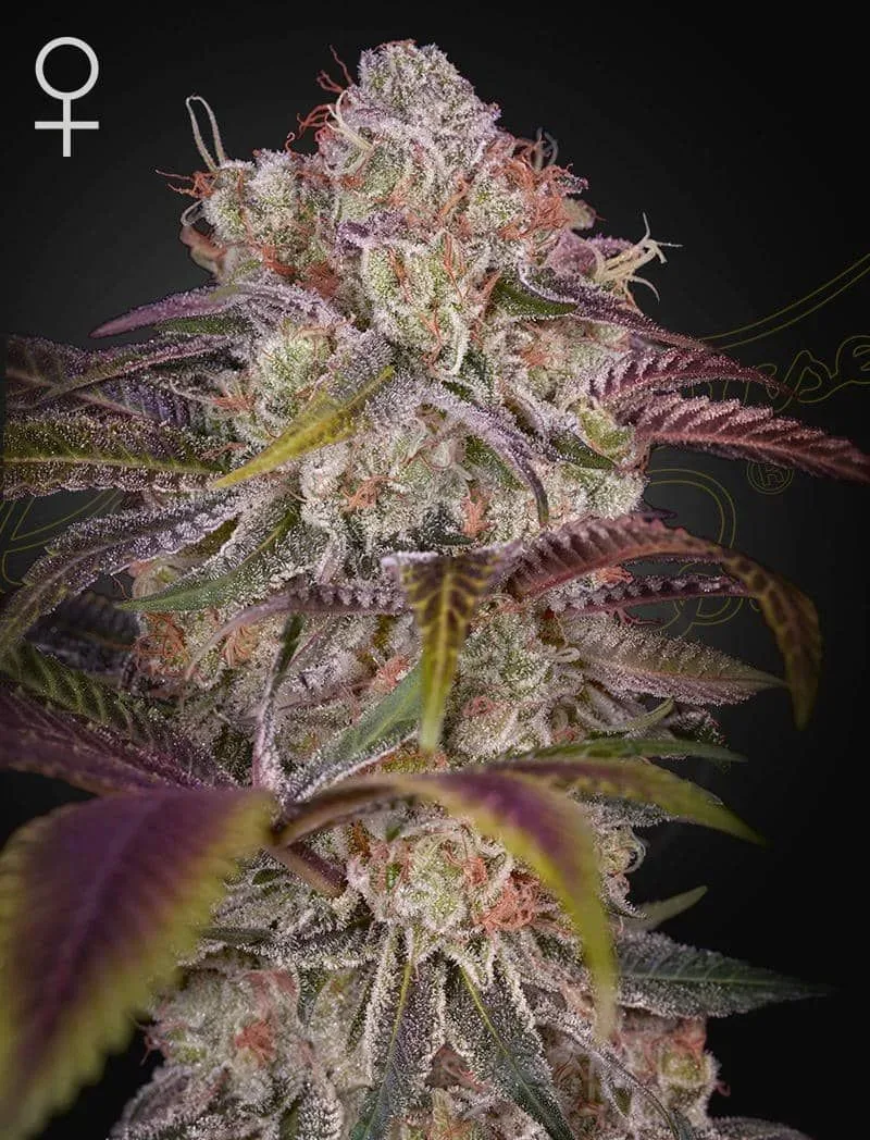 Gran Jefa Feminized Seeds