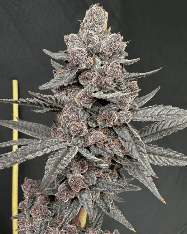 Sinferno Feminized Seeds