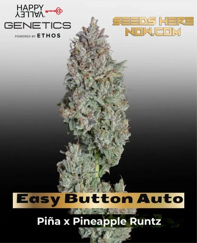Easy Button Auto Feminised Seeds