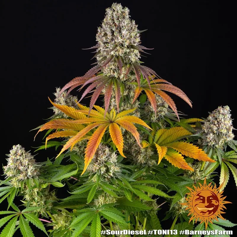 Sour Diesel Feminised Seeds