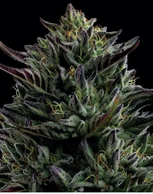 California Octane Feminised Seeds