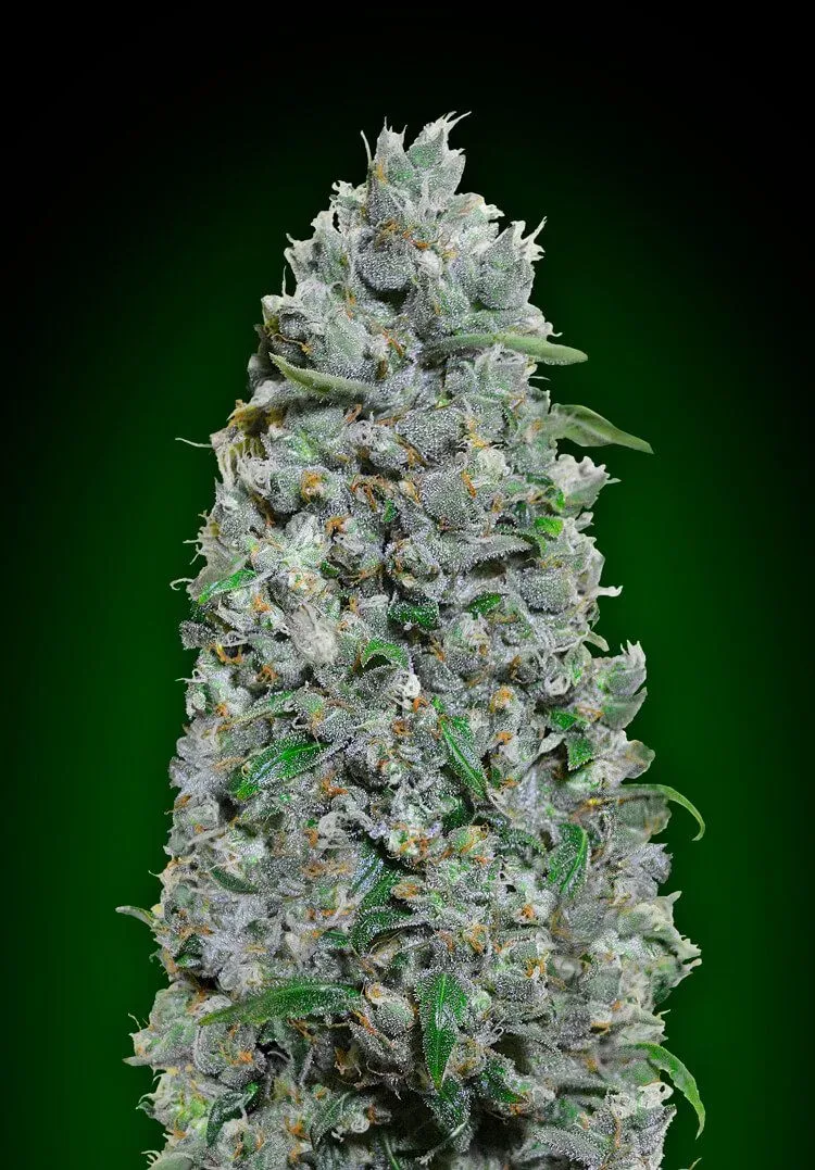 Afghan Mass XXL Auto Feminised Seeds