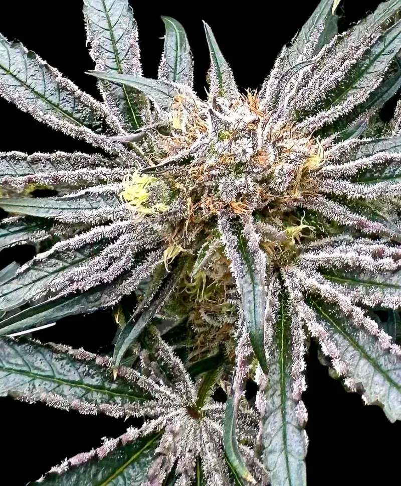 Platinum Zoap Feminized Seeds