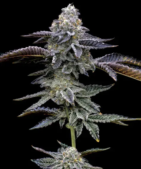Gas Pack Bundle Feminized Seeds
