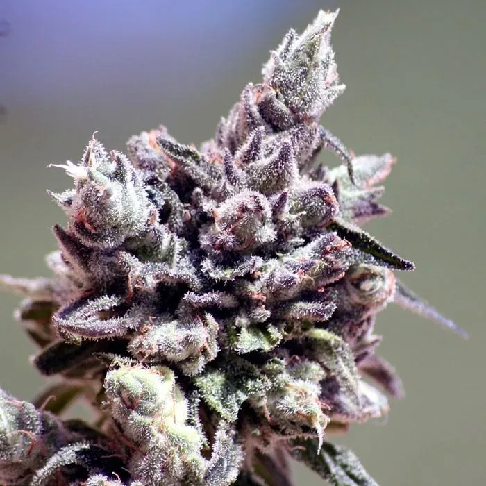 Washing Machine Feminised Seeds