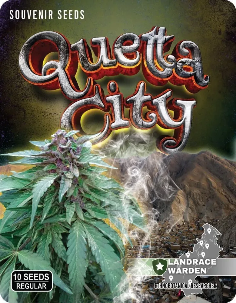 Quetta City Regular Seeds