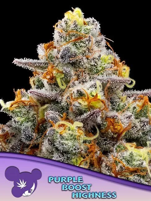 Purple Boost Highness Feminised Seeds