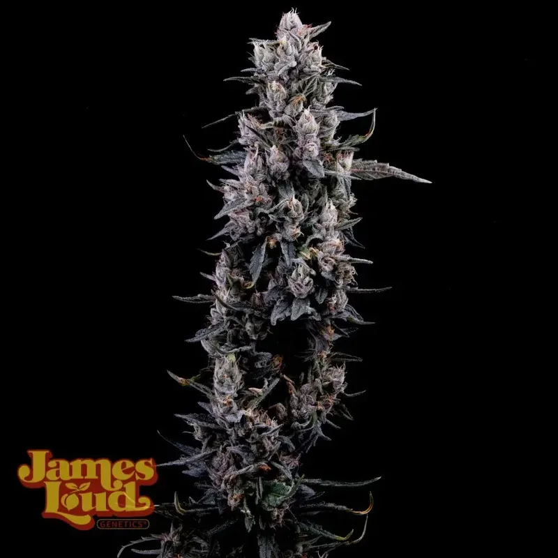 Sour Grape Diesel Feminized Seeds