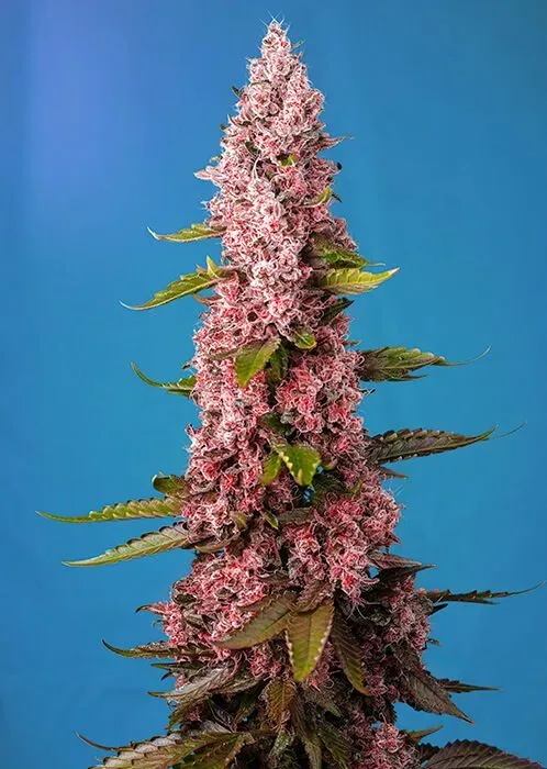 Red Hot Cookies Feminised Seeds