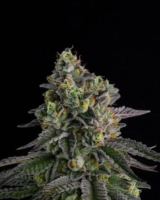 A.B. Parfait Feminized Seeds