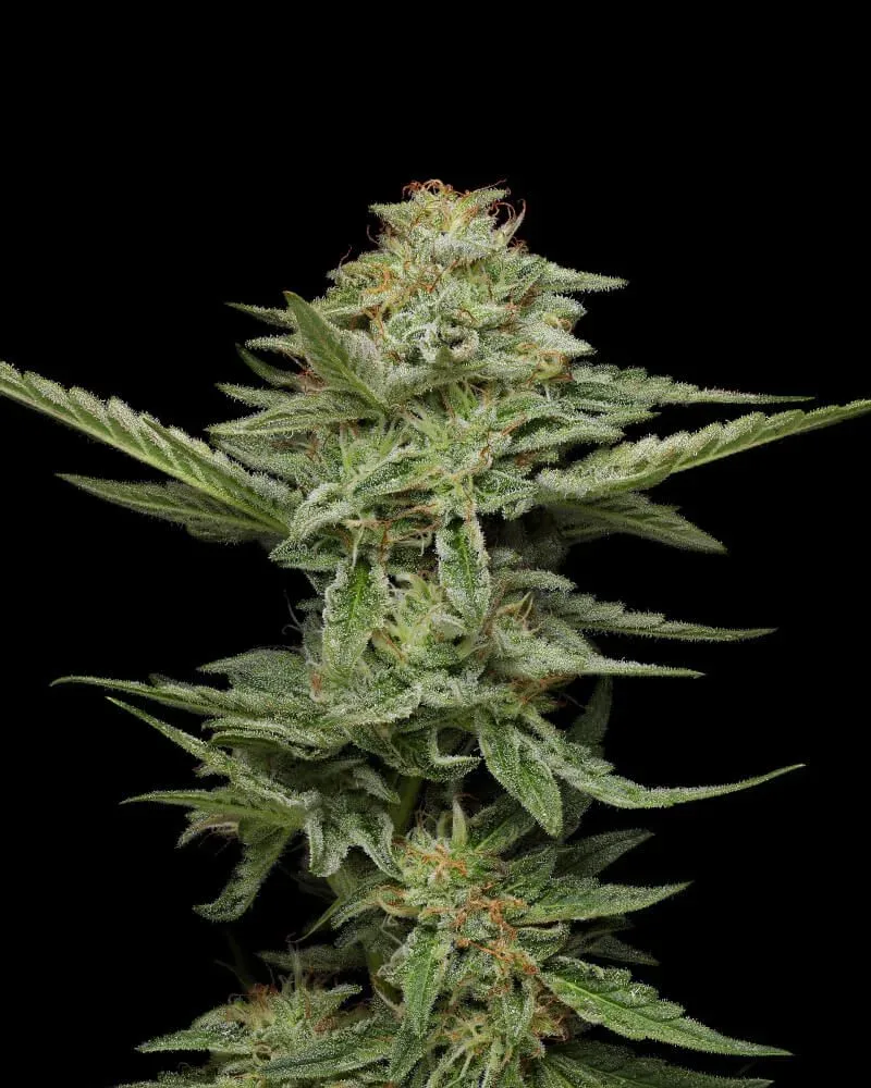 Pistachio Feminised Seeds