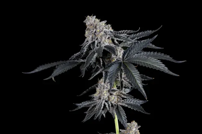 Rhapsody Feminized Seeds