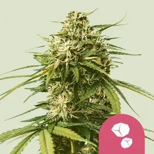Gushers Feminised Seeds
