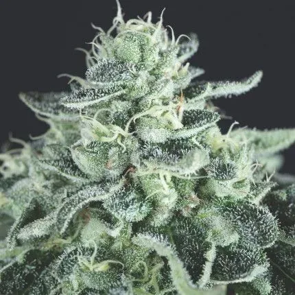 Gelato Feminised Seeds