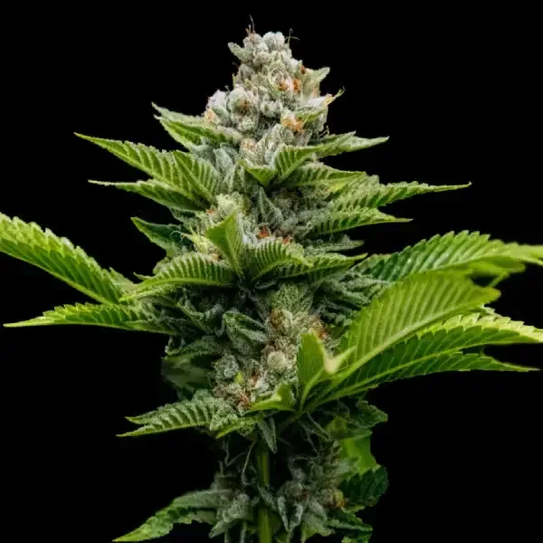 Challah Cake Feminised Seeds
