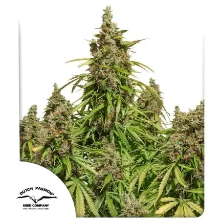 Mazar Auto Feminised Seeds