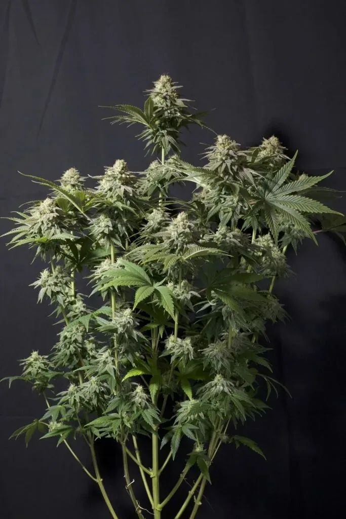 Orange Sherbet FAST Feminised Seeds