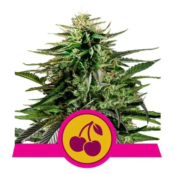 Cherry Pie Feminised Seeds
