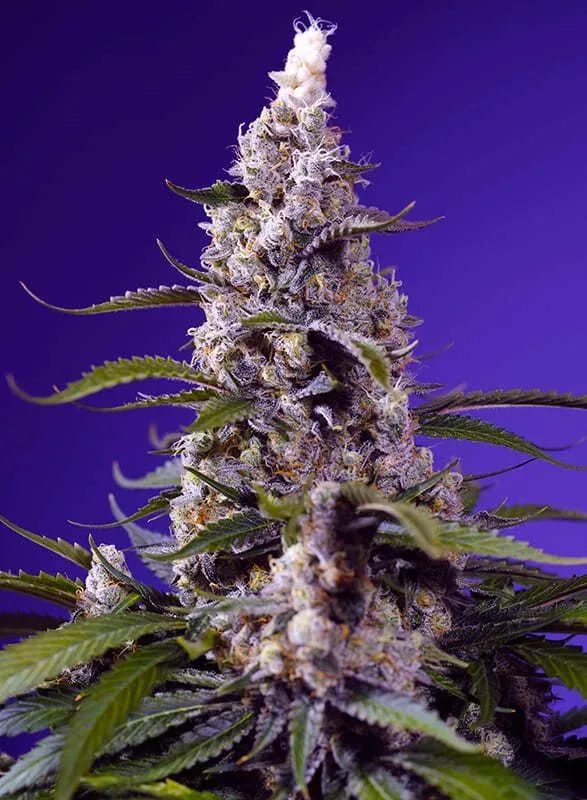 Banana Cream Cake XL Auto Feminized Seeds