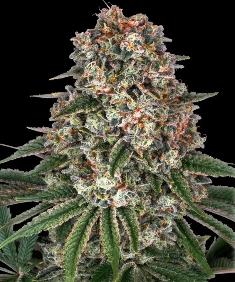 Tropicanna Banana Feminized Seeds