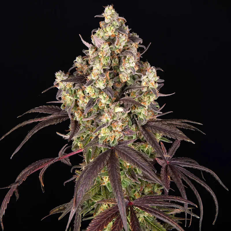 Candy Pack Bundle Feminized Seeds