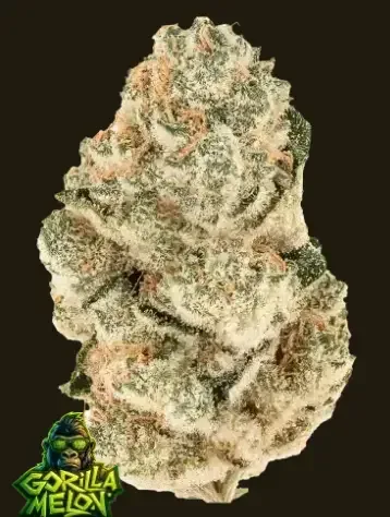 Gorilla Melon Feminized Seeds