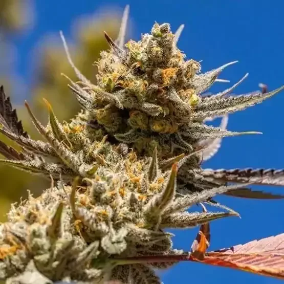 Lemon Berry Candy OG R2 Feminized Seeds