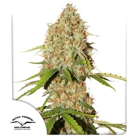 Brooklyn Sunrise Auto Feminised Seeds