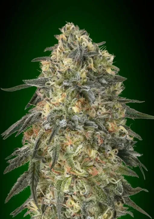 Gorilla Feminised Seeds
