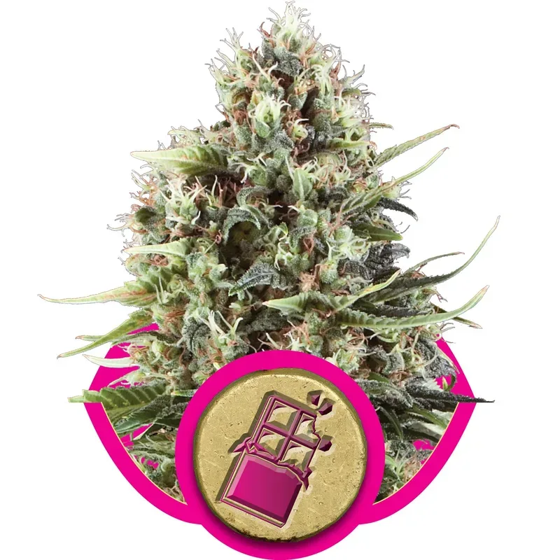 Chocolate Haze Feminised Seeds