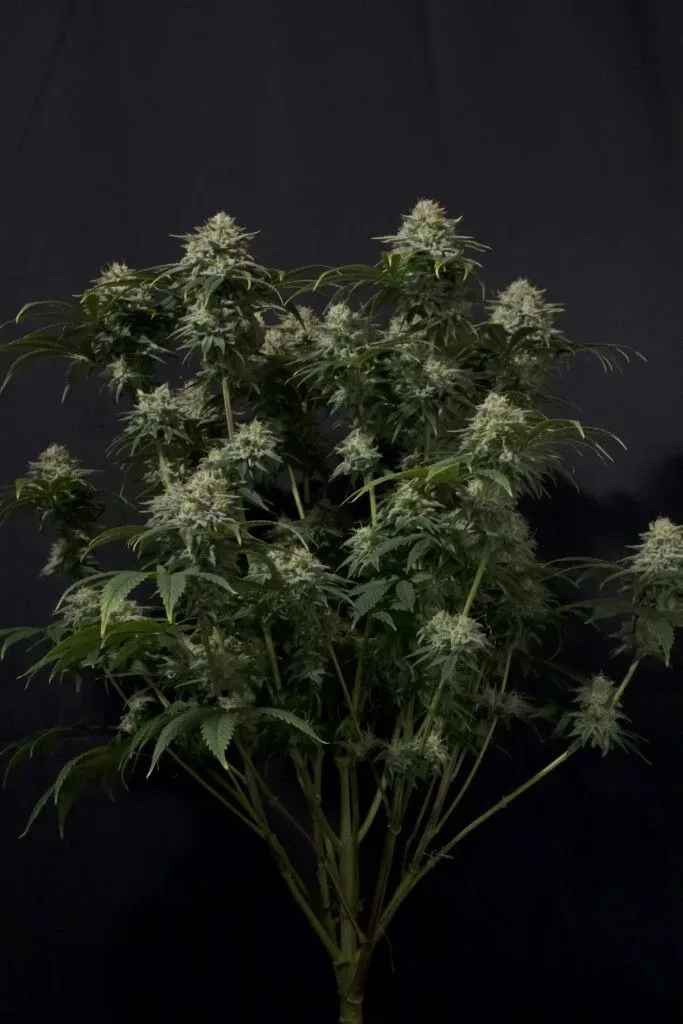 Gorilla Cookies FAST Feminised Seeds