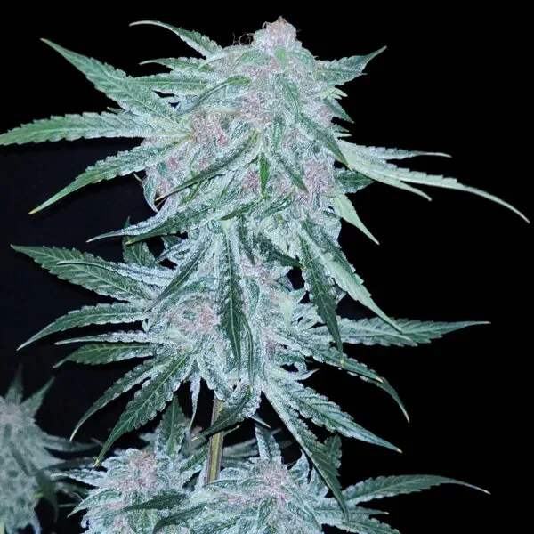 Midnight Bessie Auto Feminized Seeds