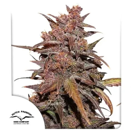 Blackberry Kush CBD Auto Feminised Seeds