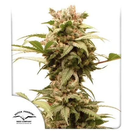 CBG-Force Auto Feminised Seeds