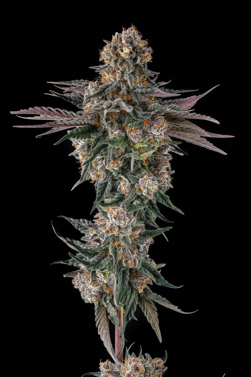 Orange Moon Feminized Seeds