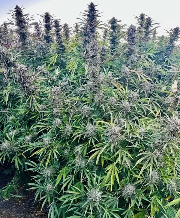 Blue Dream FAST Feminized Seeds
