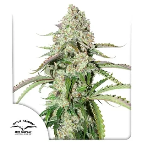 Colorado Cookies Auto Feminised Seeds