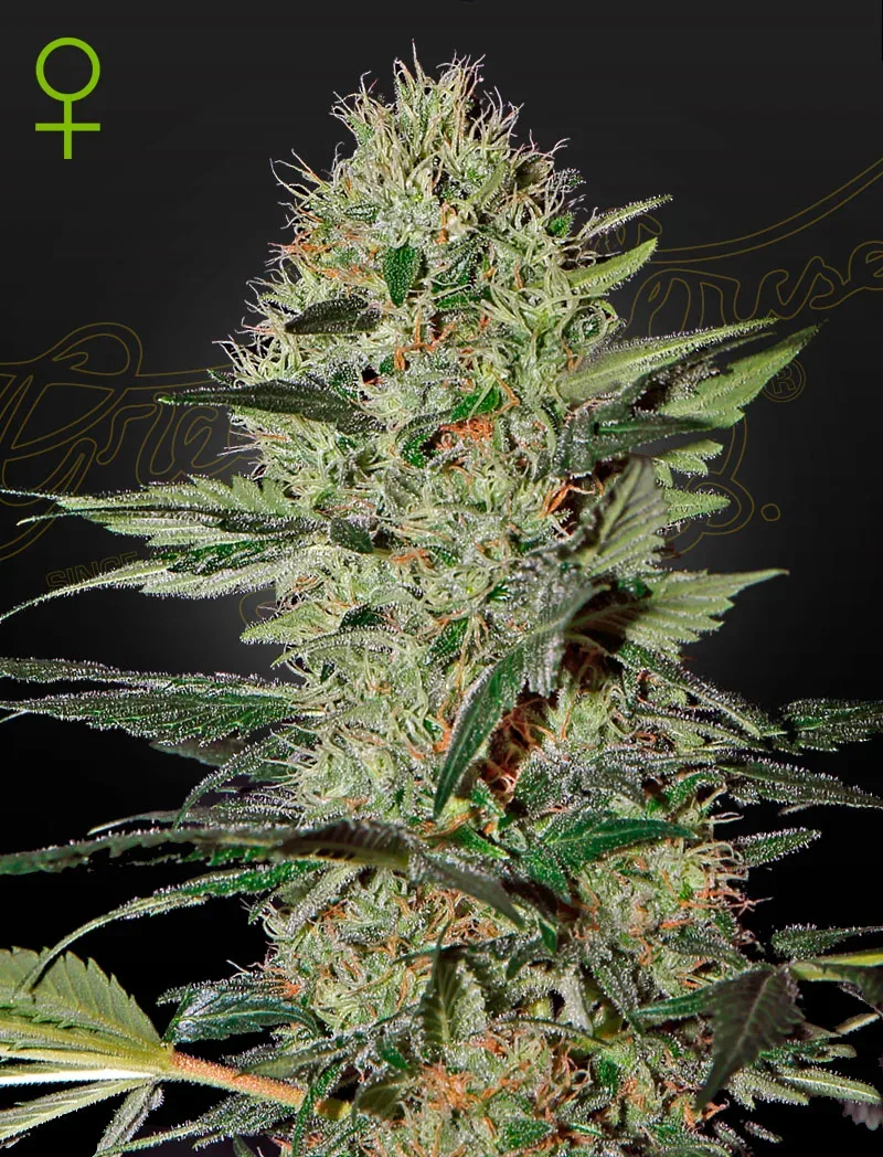 Exodus Cheese Auto Feminised Seeds
