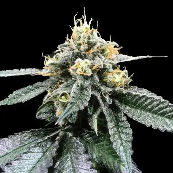 You-Whoo Regular Seeds