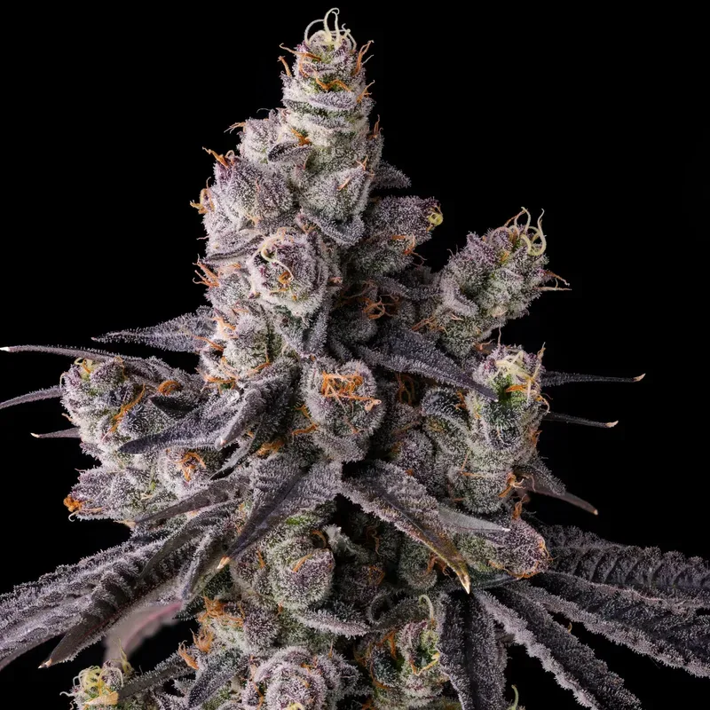 Mora Azul Feminized Seeds